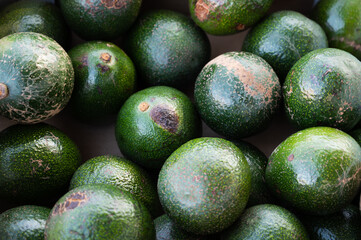 avocado in market