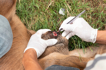 veterinary are making a wound of cows from the worm meets the umbilical cord.