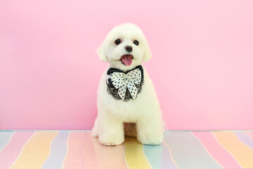 a small white and fluffy dog. She was washed and combed.