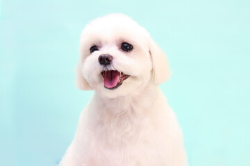 Small, funny, white, fluffy and happy puppy on a turquoise background.
