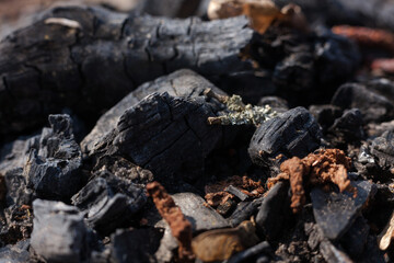 Coals and embers glowing in the remains of a bonfire. Camping.