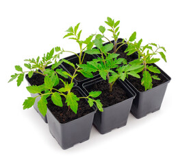 Seedlings of tomato in plastic  pot.