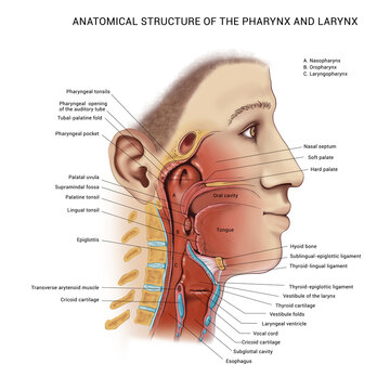 The Device Of The Larynx. Anatomical Table. Anatomy, Digestive Tract. Description. Terms.