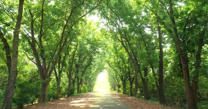 A beautiful green tunnel of trees with light ray at the end on a nice summer's day. Sun rays break through the foliage of magnificent green tree.