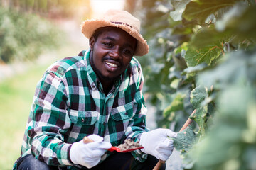 Happy african farmer sitting in the organic melon farm with holding soil .Agriculture or cultivation concept