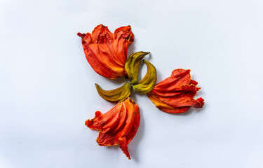beautiful orange-yellow african tulip flower blooming 