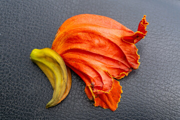 beautiful orange-yellow african tulip flower blooming 