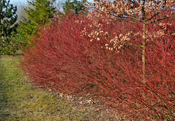 A medium sized deciduous shrub with probably the most intensely red-colored winter stems of all...