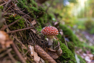 Magic mushroom in the green forest fly agaric