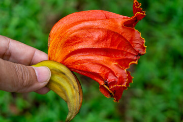 beautiful orange-yellow african tulip flower blooming 