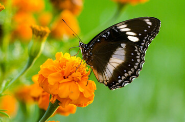 butterfly and sunset