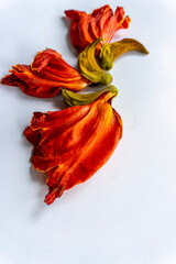 beautiful orange-yellow african tulip flower blooming 