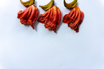 beautiful orange-yellow african tulip flower blooming 
