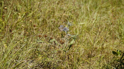 Farfalla sui fiori di montagna lungo il sentiero