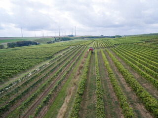 Green vineyards in Rheinhessen with harvester in the distance