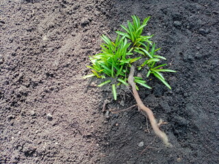 Green grass on the ground in spring. Iris flowers.