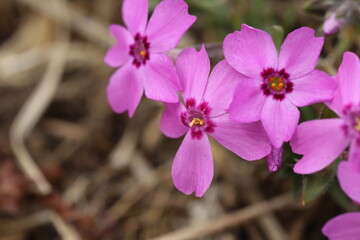 早春の野原に咲く西洋サクラソウのピンクの花