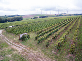 Vineyard view in Rheinhessen Germany on a cloudy day