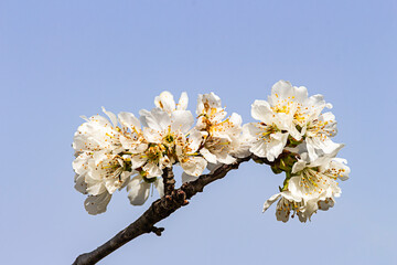 Flores de cerezo  sobre el azul del cielo