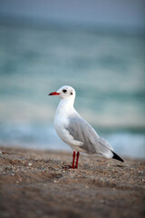 Obraz premium Beautiful close-up portrait of sea gull bird, on a sandy beach