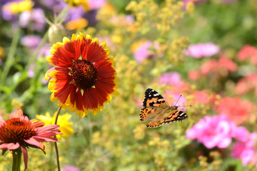 Schmetterling 838