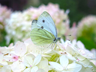 white butterfly Pieris brassicae sits on a white hydrangea paniculata in summer