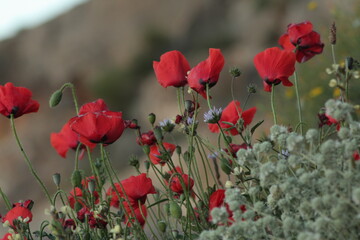 Obraz premium las amapolas en pleno florecido