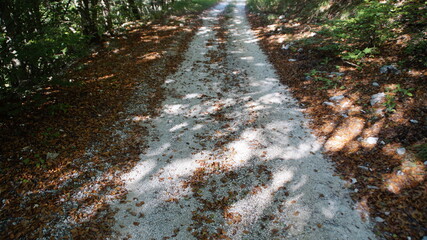 Strada nel bosco in montagna a Poggio San Vicino nelle Marche