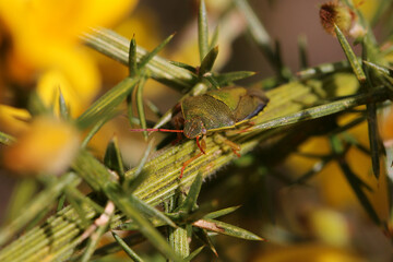 Close up of a Gorse Shield Bug on a gorse bush. Scientific name Piezodorus lituratus