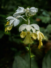 Beautiful yellow and white calanthe orchid wild species blooming in Gunung Leuser National Park, North Sumatra, Indonesia