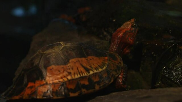 Close-up of a red turtle that runs its neck.