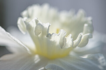 Narzisse close up © SONJA