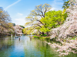 東京　桜満開の井の頭公園