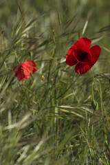 las amapolas en pleno florecido