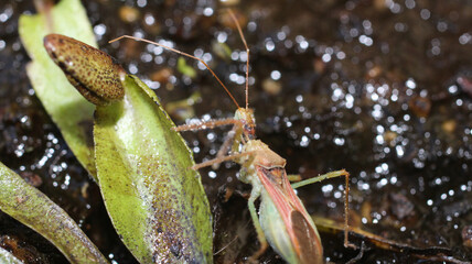 natural leafhopper assassin bug insect photo