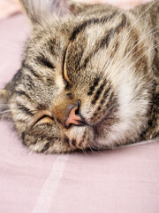 Fototapeta na wymiar The European Shorthair cat sleeps on a magenta fabric.