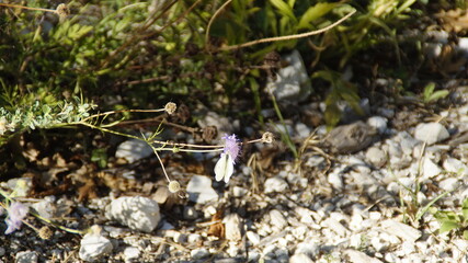 Farfalla sui fiori di montagna lungo il sentiero
