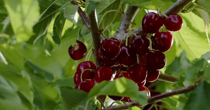 Cherry tree with fruits ready to be picked, close-up on cherries on tree branches, 4K DCI