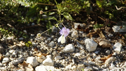 Farfalla sui fiori di montagna lungo il sentiero