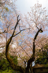 Fototapeta na wymiar 古い桜