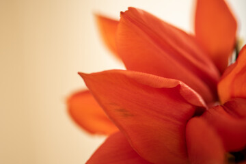 orange Tulpenblätter close up