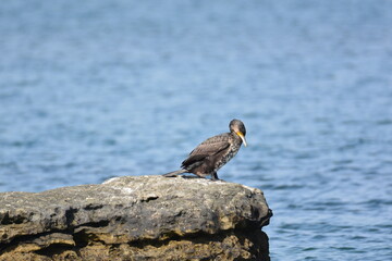 海辺のウミウの若鳥