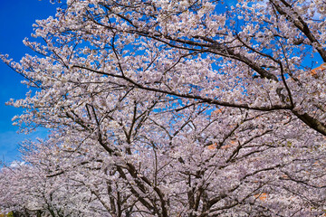 満開の桜並木を下から写した風景