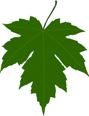 green maple leaf isolated