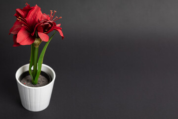 red tulip pot of cloth