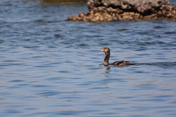 海辺のウミウの若鳥