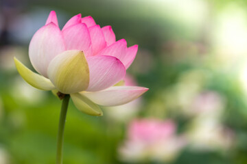 Fototapeta premium 蓮の花 初夏のイメージ