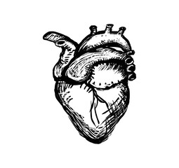 Isolated engraving human heart illustration on white background