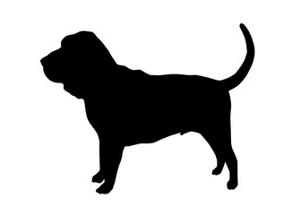 Bloodhound dog silhouette, Vector silhouette of a dog on a white background.