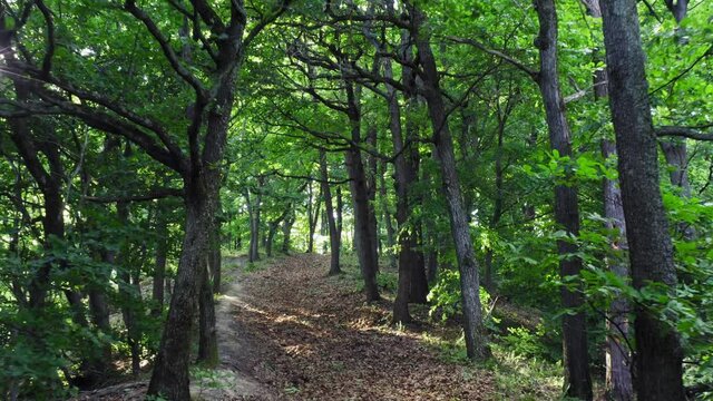 Aerial view of the forest of Quercus petraea, commonly known as the sessile oak, Cornish oak, Irish Oak or durmast oak